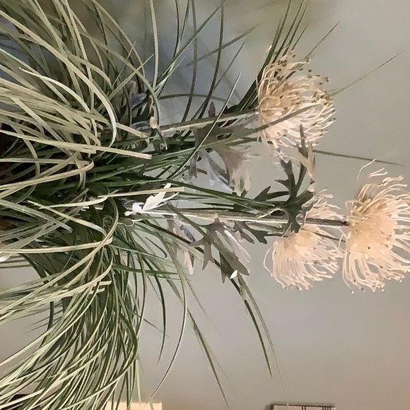 Meet your Posher, Roxane - Picture 1 of 1